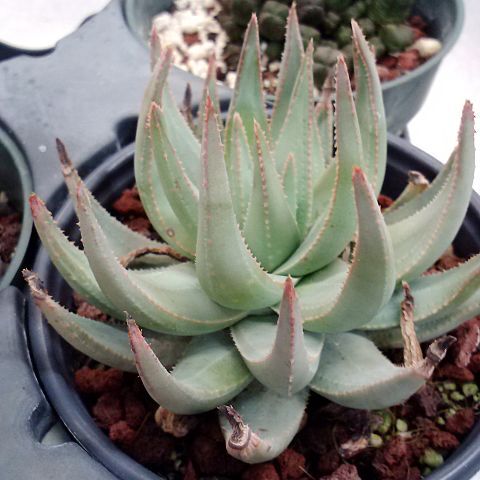 Aloe krapohliana unspecified picture