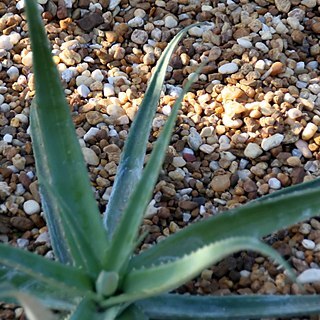 Aloe vaotsanda unspecified picture