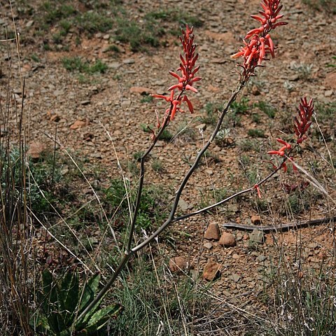 Aloe vanrooyenii unspecified picture