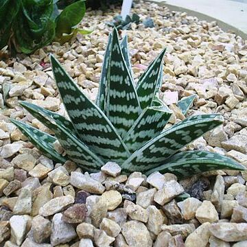 Gonialoe unspecified picture