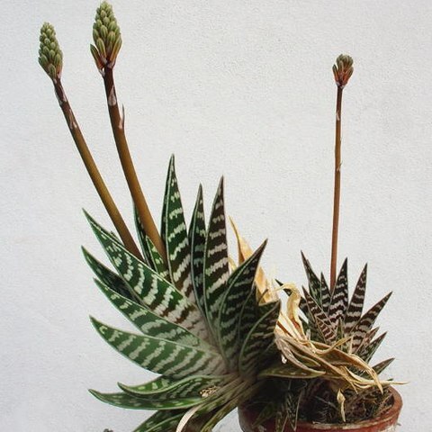 Gonialoe variegata unspecified picture