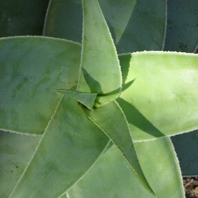 Aloe viguieri unspecified picture