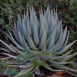 Aloe viridiflora unspecified picture