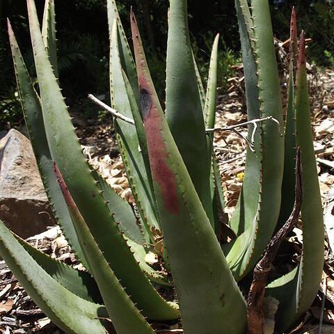 Aloe wickensii unspecified picture