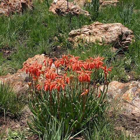 Aloe verecunda unspecified picture