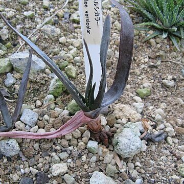 Aloe versicolor unspecified picture