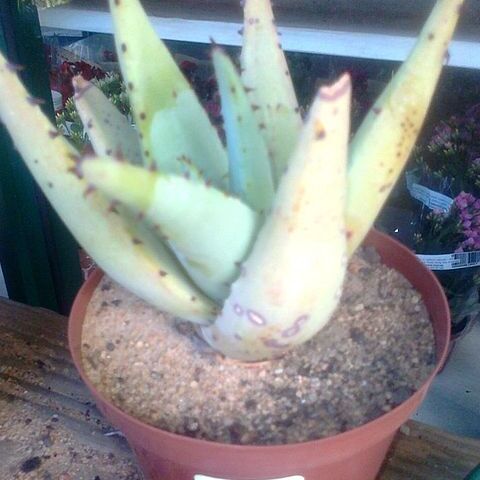 Aloe falcata unspecified picture