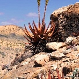 Aloe gariepensis unspecified picture