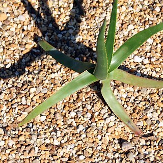 Aloe fievetii unspecified picture