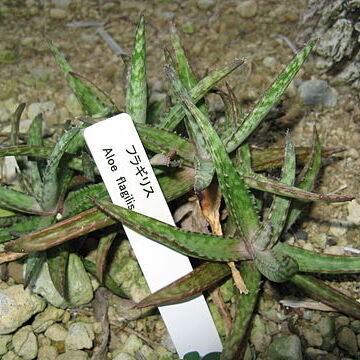 Aloe fragilis unspecified picture