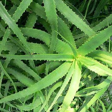 Aloe nyeriensis unspecified picture