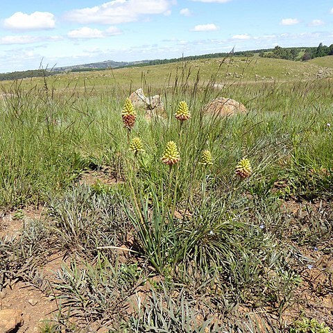 Aloe modesta unspecified picture