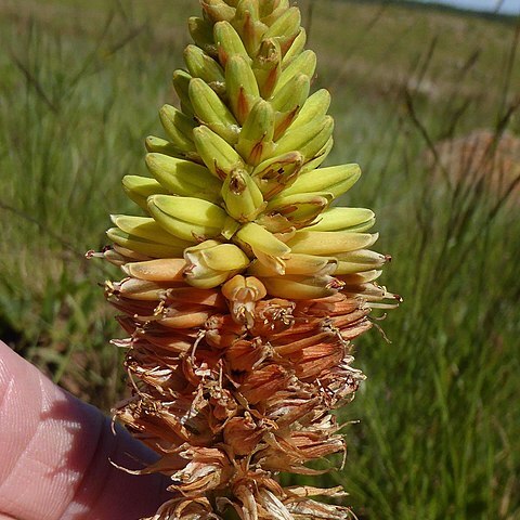 Aloe modesta unspecified picture