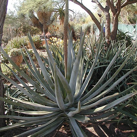 Aloe suzannae unspecified picture