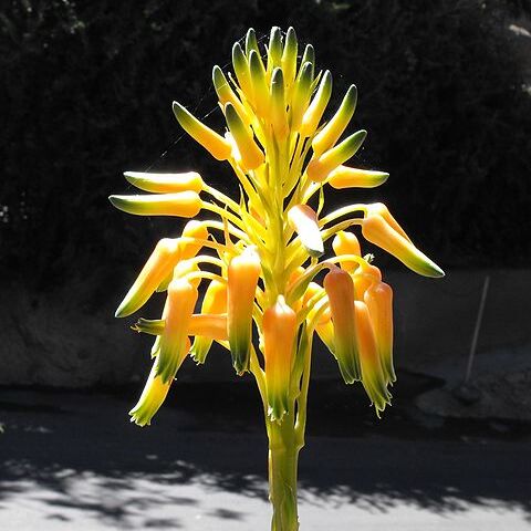 Aloe cooperi unspecified picture