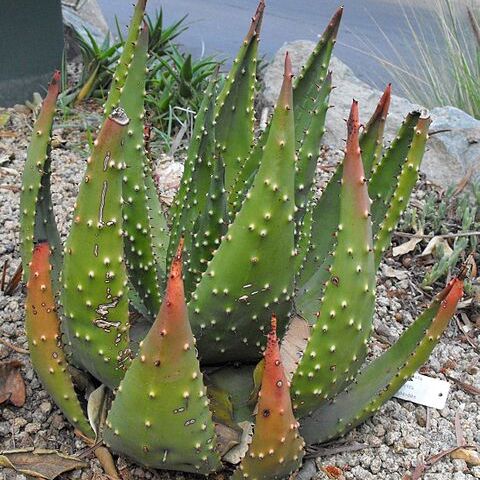 Aloe aculeata unspecified picture