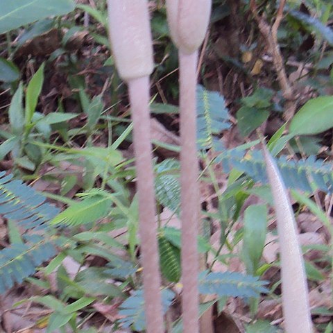 Amorphophallus commutatus unspecified picture