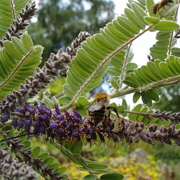 Amorpha nana unspecified picture