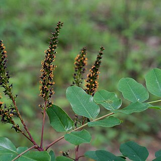 Amorpha nitens unspecified picture