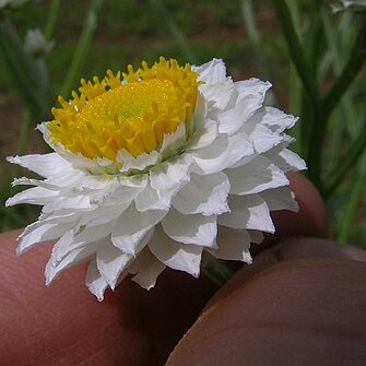 Ammobium unspecified picture