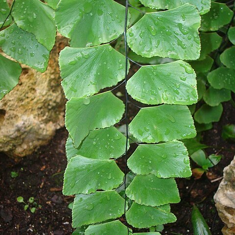 Adiantum peruvianum unspecified picture