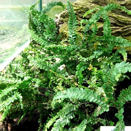 Adiantum hirsutum unspecified picture