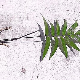 Adiantum dolosum unspecified picture