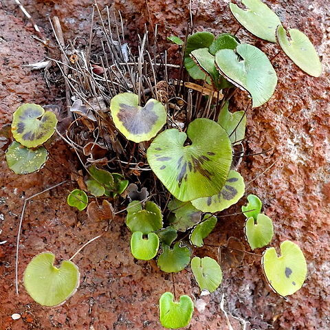 Adiantum reniforme unspecified picture