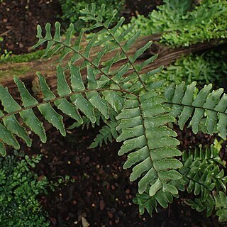 Adiantum villosum unspecified picture