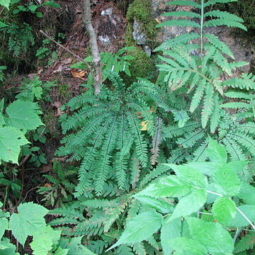 Adiantum viridimontanum unspecified picture