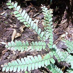 Adiantum silvaticum unspecified picture