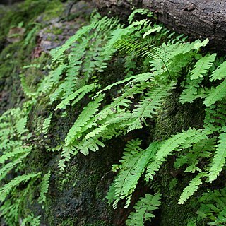 Adiantum schweinfurthii unspecified picture