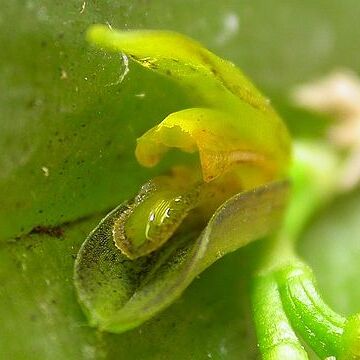 Acianthera heringeri unspecified picture