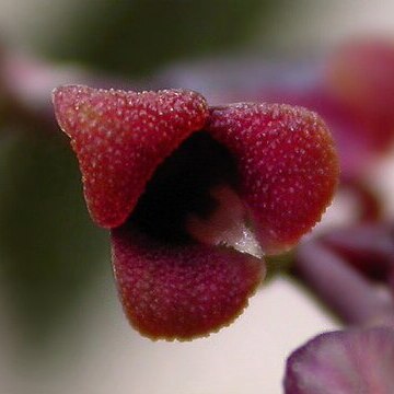 Stelis amoena unspecified picture