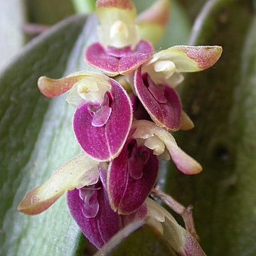 Acianthera recurva unspecified picture