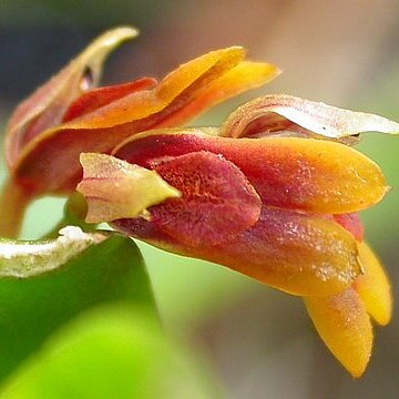 Acianthera fockei unspecified picture