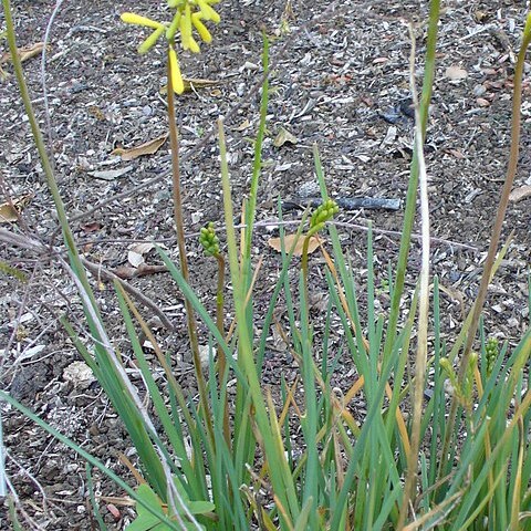 Kniphofia pauciflora unspecified picture