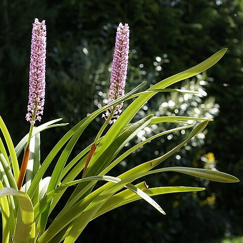 Arpophyllum spicatum unspecified picture