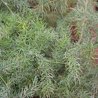 Asparagus adscendens unspecified picture