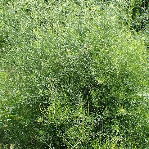 Asparagus davuricus unspecified picture