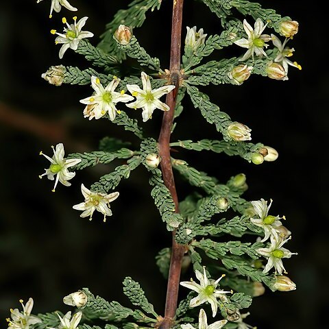 Asparagus capensis unspecified picture