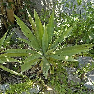 Agave decipiens unspecified picture