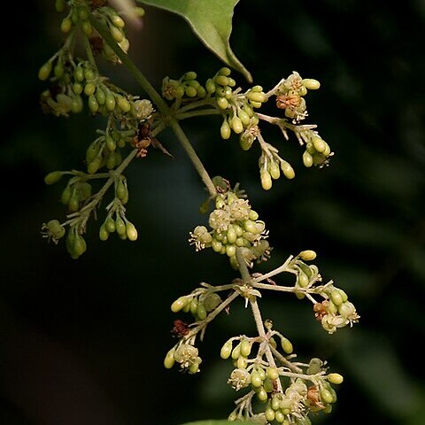 Aspidopterys unspecified picture