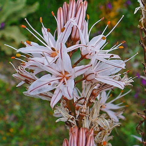 Asphodelus ramosus subsp. ramosus unspecified picture