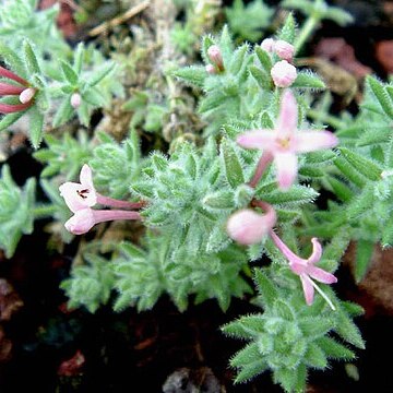 Asperula suberosa unspecified picture