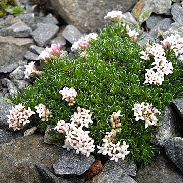 Asperula gussonei unspecified picture