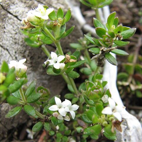 Asperula gunnii unspecified picture