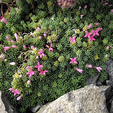 Asperula nitida unspecified picture