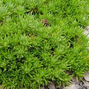 Asperula nitida unspecified picture