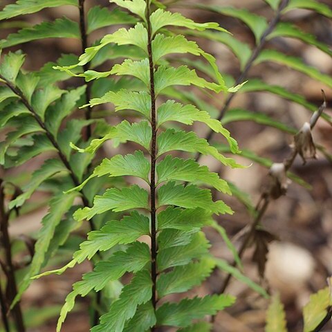 Asplenium parvum unspecified picture